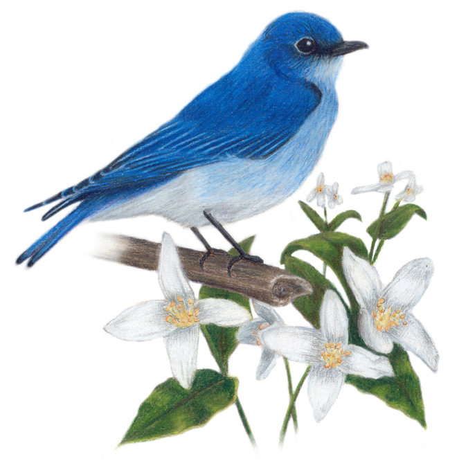 Idaho State Birds and Flower: Mountain Bluebird / Sialia currocoides
